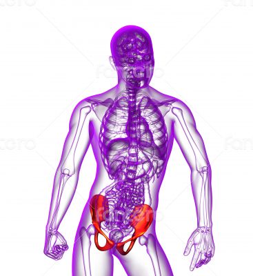 3d render medical illustration of the pelvis bone