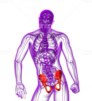 3d render medical illustration of the pelvis bone