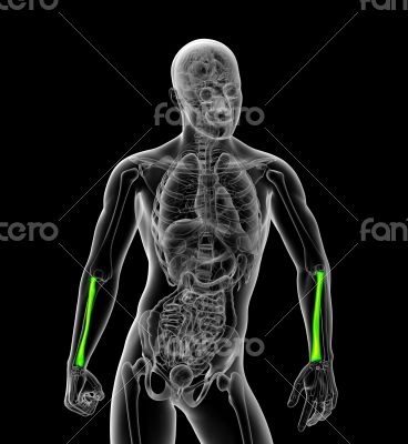 3d render medical illustration of the radius bone