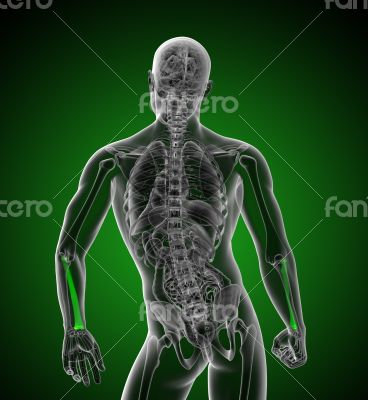 3d render medical illustration of the radius bone 3d render medical illustration of the radius bone
