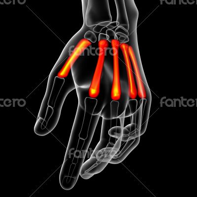 metacarpal bone 