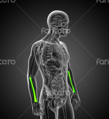 3d render medical illustration of the radius bone