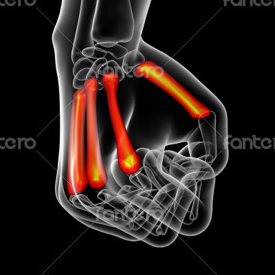 metacarpal bone 