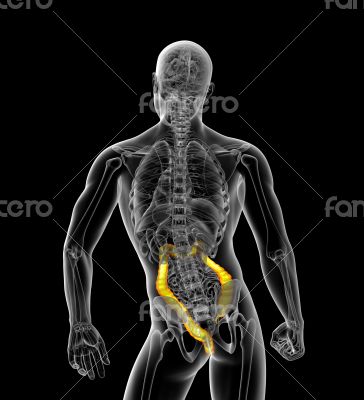 3D medical illustration of the large intestine
