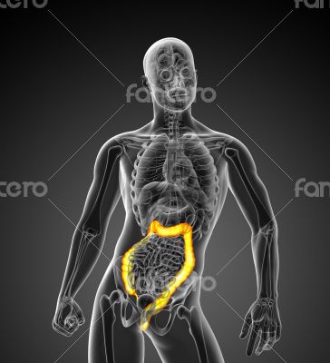 3D medical illustration of the large intestine