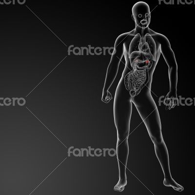 3d render adrenal anatomy