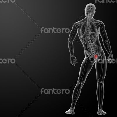 3d render bladder anatomy