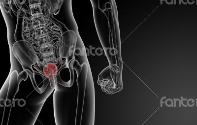 3d render bladder anatomy 