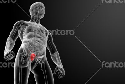 3d render bladder anatomy 