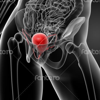 3d render bladder anatomy