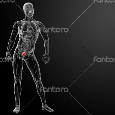 3d render bladder anatomy 
