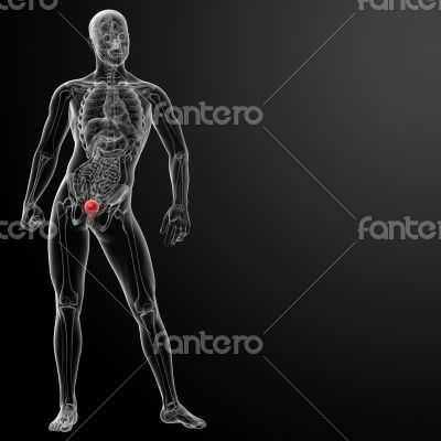 3d render bladder anatomy 3d render bladder anatomy