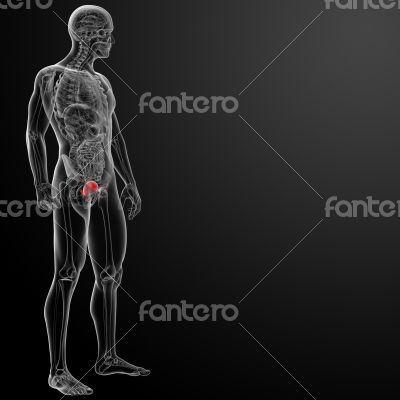 3d render bladder anatomy