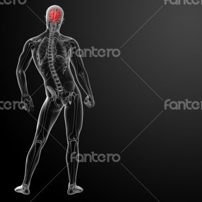 Human brain X ray Human brain X ray