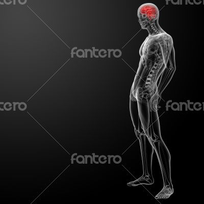 Human brain X ray Human brain X ray