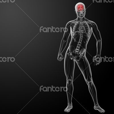 Human brain X ray Human brain X ray
