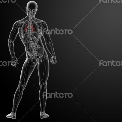 3d render lungs with visible bronchi 3d render lungs with visible bronchi
