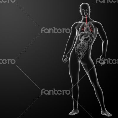  3d render lungs with visible bronchi