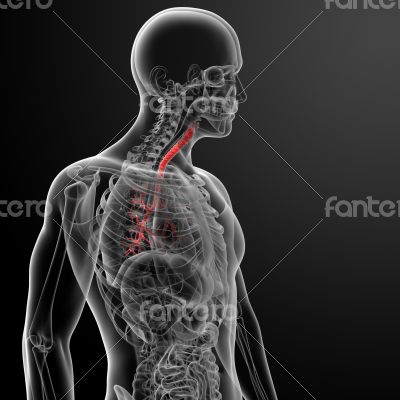 3d render lungs with visible bronchi 3d render lungs with visible bronchi