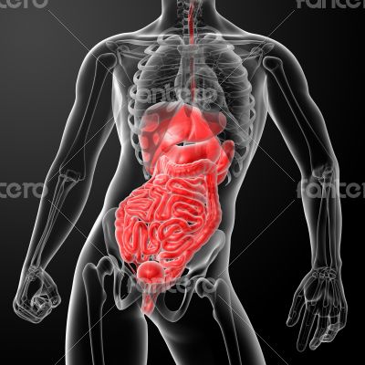 Human digestive system 