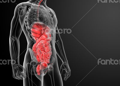 Human digestive system Human digestive system
