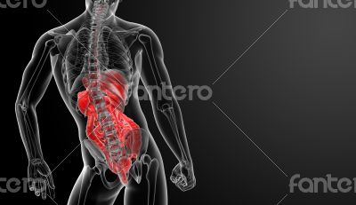 Human digestive system 