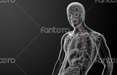 3d rendered illustration of the esophagus 