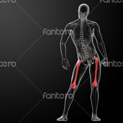 femur bone