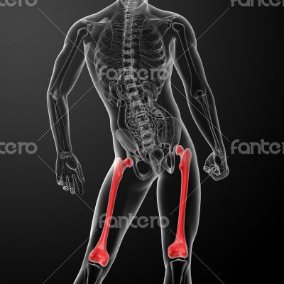 femur bone