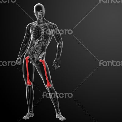 femur bone