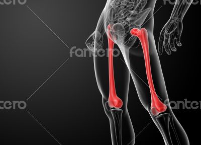 femur bone femur bone