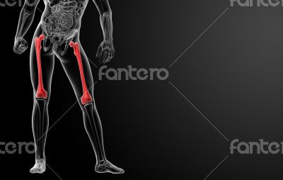 femur bone