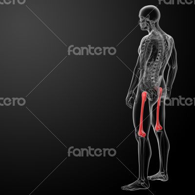 femur bone