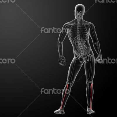 fibular fibular