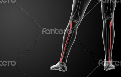 fibular