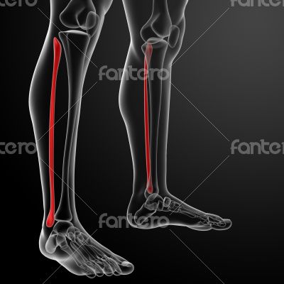 fibular fibular