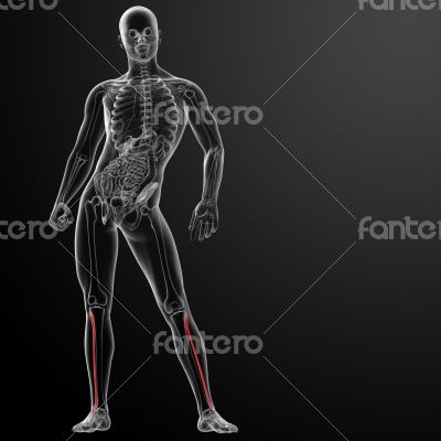 fibular fibular
