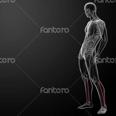 fibular fibular