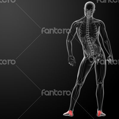 3d render x-ray of foot