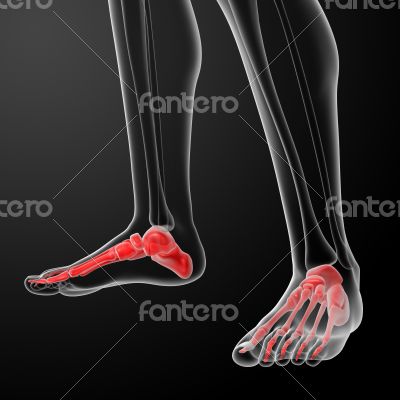 3d render x-ray of foot