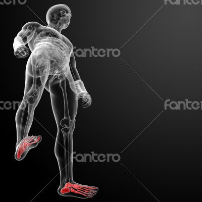 3d render x-ray of foot