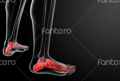 3d render x-ray of foot 