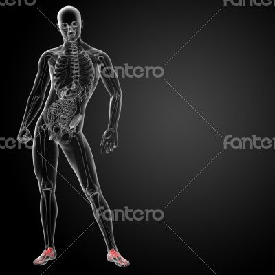 3d render x-ray of foot 