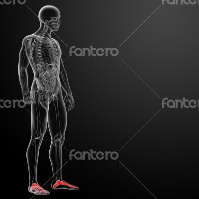 3d render x-ray of foot 