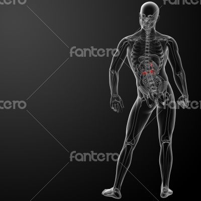 3d render gallblader and pancrease