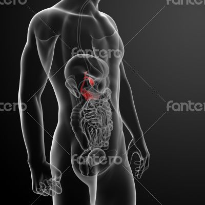 3d render gallblader and pancrease 