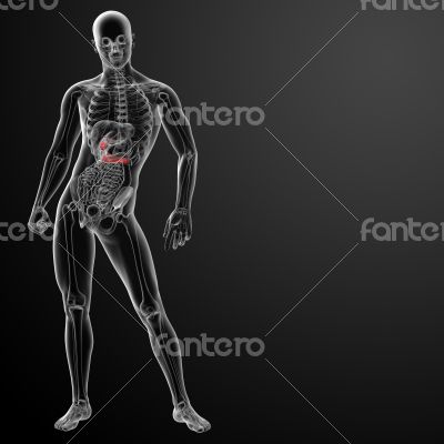 3d render gallblader and pancrease 