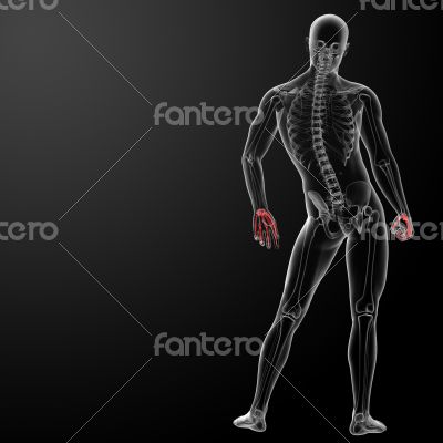 3d render skeletal hand 3d render skeletal hand