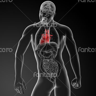 3d render human heart anatomy 