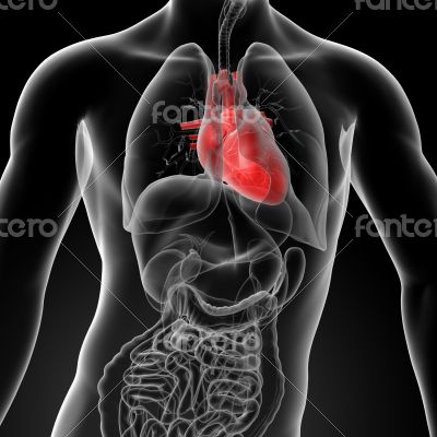 3d render human heart anatomy 